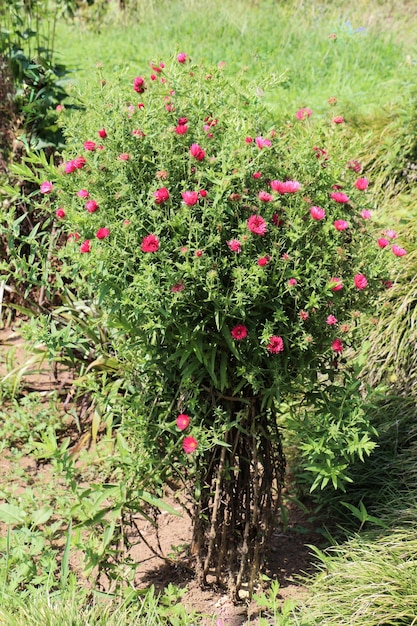 Schöne Blumen in der Natur