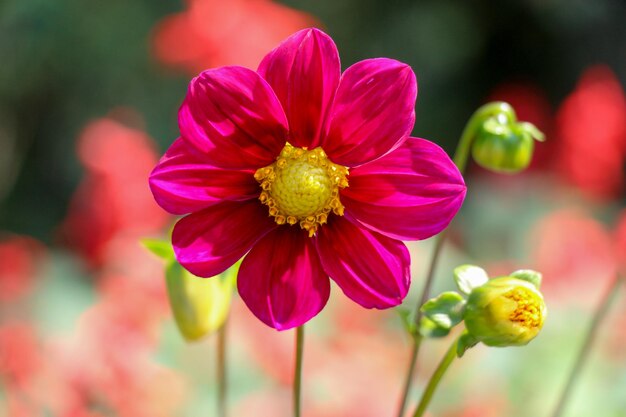 Schöne Blumen in der Natur