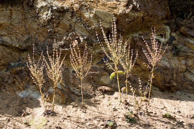 Foto schöne blumen in der natur