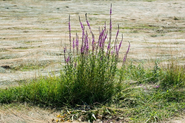 Schöne Blumen in der Natur