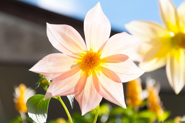 Schöne Blumen in der Sommersaison für den Hintergrund