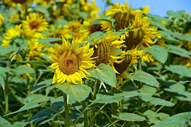 Schöne Blumen in einem Sommersonnenblumenfeld