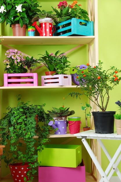 Schöne Blumen in Töpfen auf Holzregalen im Zimmer