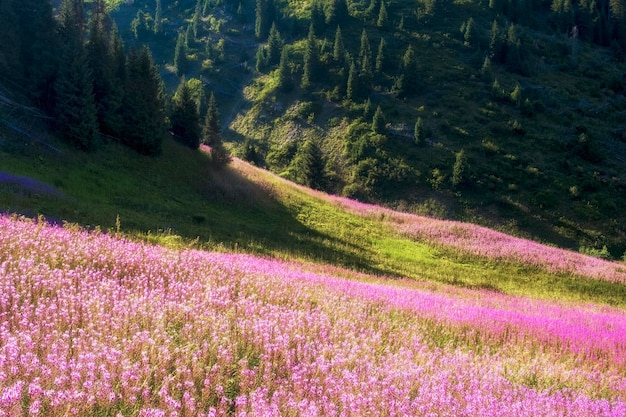 Foto schöne blumen ivan chai oder kiprey oder blühende sally feuerweide in den bergen kasachstan almaty