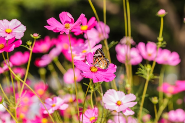 Schöne Blumen Kosmos und gemeinsame Tiger Butterfly (Danaus Genutia)