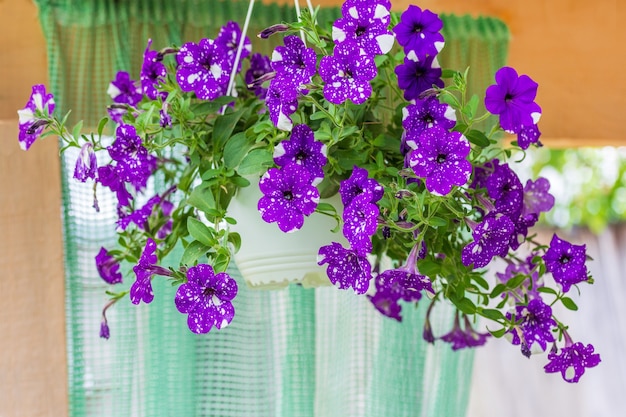 Schöne Blumen lila gefleckte Petunien Nachthimmel in hängenden Töpfen für Café- oder Restaurantdekoration