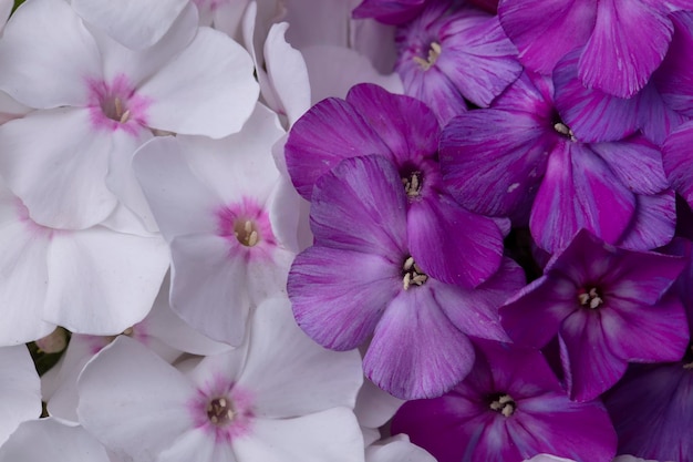 Schöne Blumen Lila und weiße Phlox-Nahaufnahme