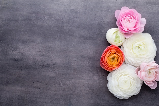 Schöne Blumen, mehr farbiger Ranunkel auf grauem Hintergrund