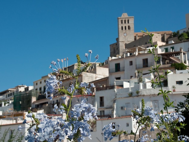 Schöne Blumen mit einer Stadt-Skyline im Hintergrund Ibiza Spanien