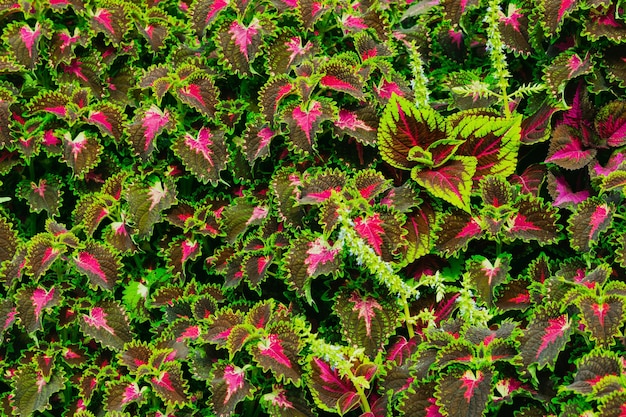 Foto schöne blumen mit erstaunlicher farbe.