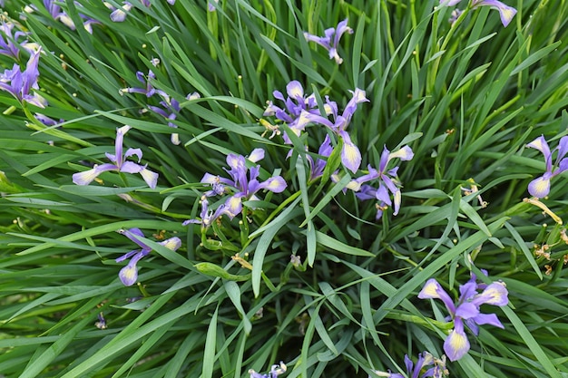 Foto schöne blumen nahaufnahme