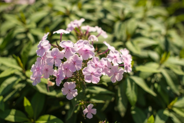 Schöne Blumen rosa gegen das helle Laub.