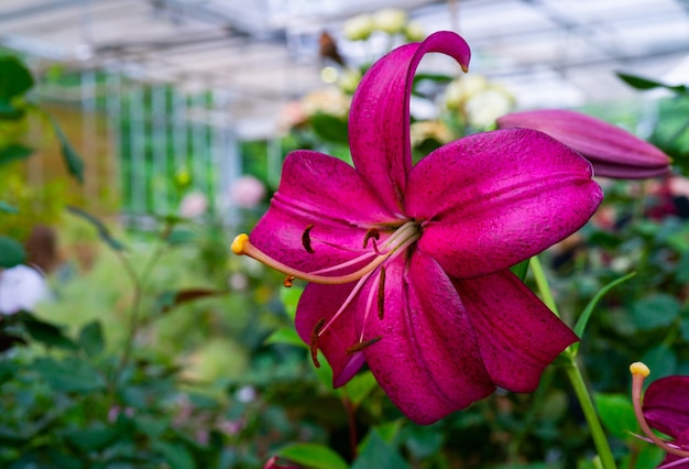 Schöne Blumen rosa Lilien. Natürlicher mit Blumensommerhintergrund.