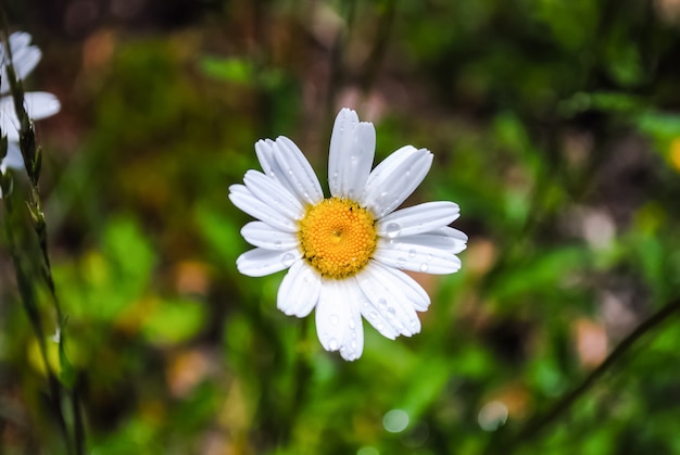 Schöne Blumen sind immer ein Feiertag