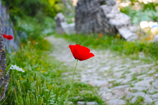 Schöne Blumen sind immer ein Feiertag