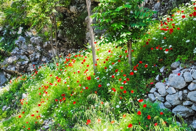 Schöne Blumen sind immer ein Feiertag