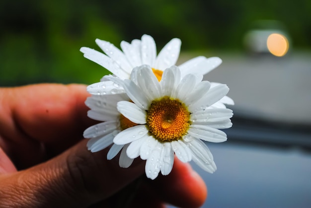 Schöne Blumen sind immer ein Feiertag