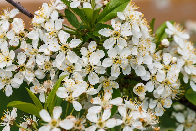 Schöne Blumen von Baum-Cerasus.