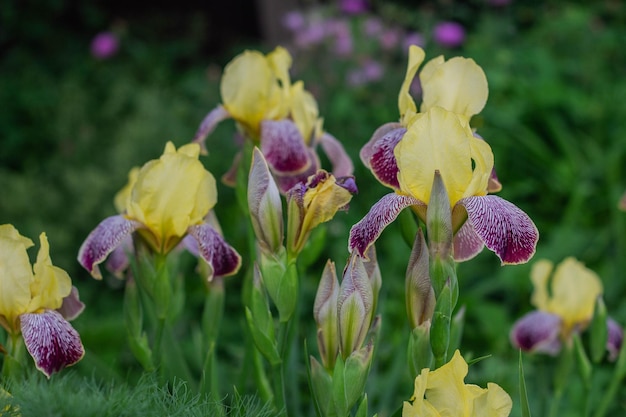 Schöne Blumen von gelben Schwertlilien blühen