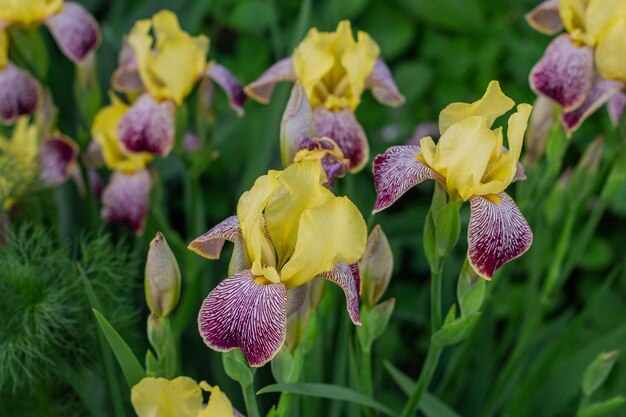 Schöne Blumen von gelben Schwertlilien blühen