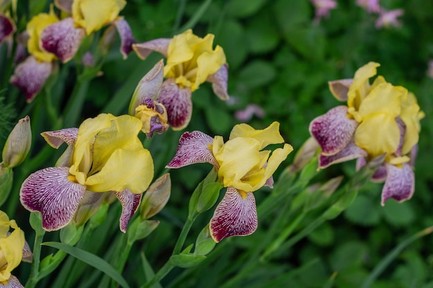 Schöne Blumen von gelben Schwertlilien blühen