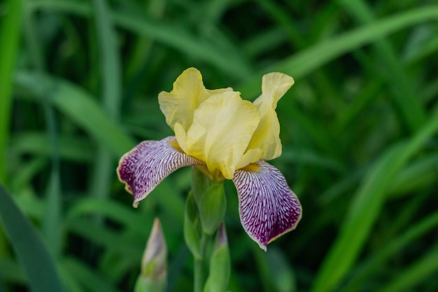 Schöne Blumen von gelben Schwertlilien blühen