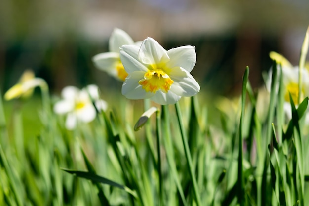 Schöne Blumen von Narzissen Narzissen leuchten morgens bei Sonnenaufgang in goldenen SonnenstrahlenWeiße zarte Narzissenblumen blühen im Garten