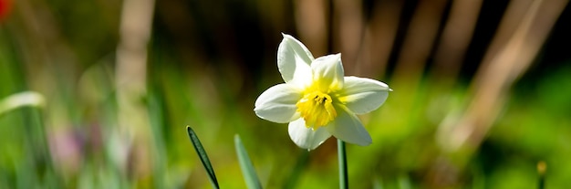 Schöne Blumen von Narzissen Narzissen leuchten morgens bei Sonnenaufgang in goldenen SonnenstrahlenWeiße zarte Narzissenblumen blühen im Garten