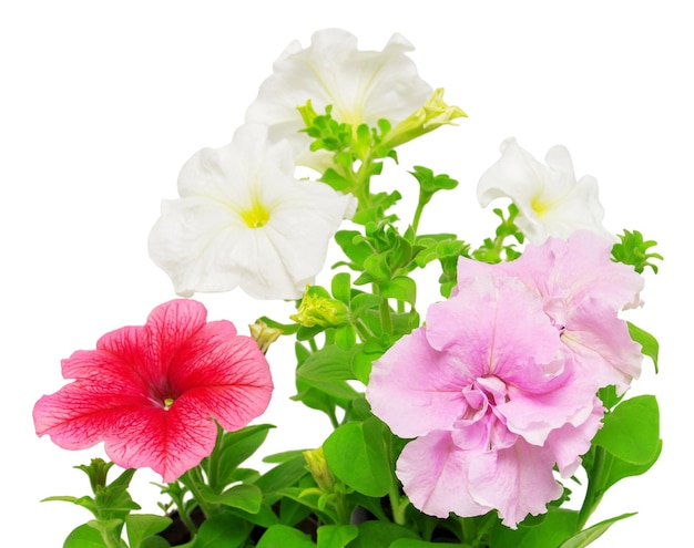 Schöne Blumen von rosa und weißen Petunien. Blumenkarte