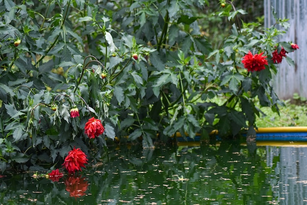 schöne Blumen wachsen im Sommergarten