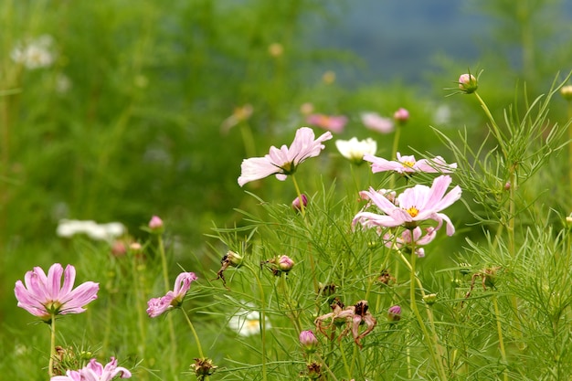 schöne Blumen