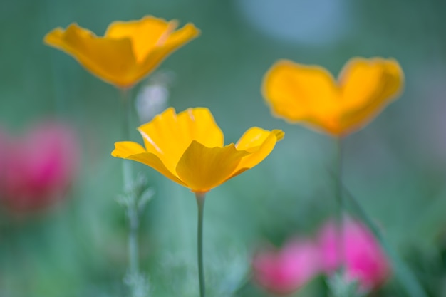 Schöne Blumen