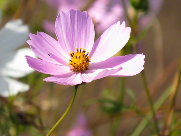 schöne Blumen