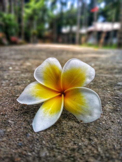 Foto schöne blumen