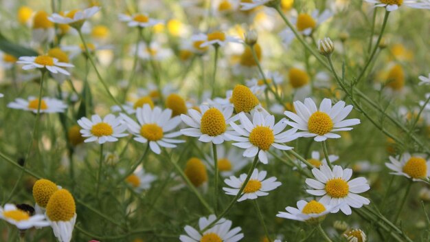 schöne Blumen