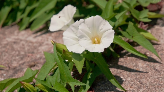 schöne Blumen