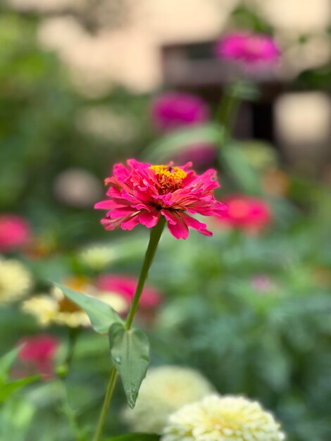 Foto schöne blumen