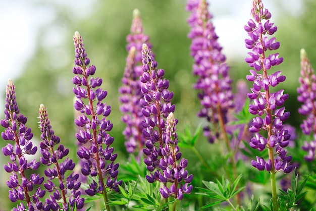 Foto schöne blumen