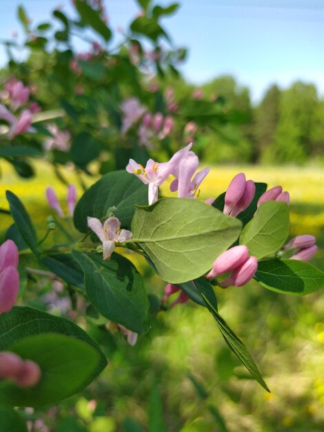 schöne Blumenblüte