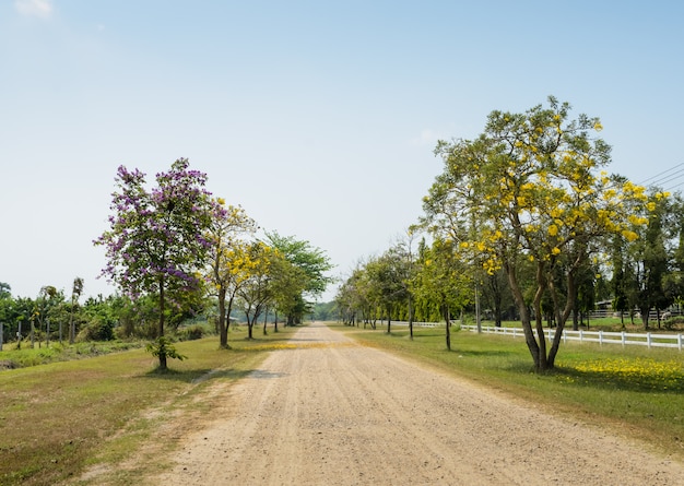 Schöne Blumenblütenstraße