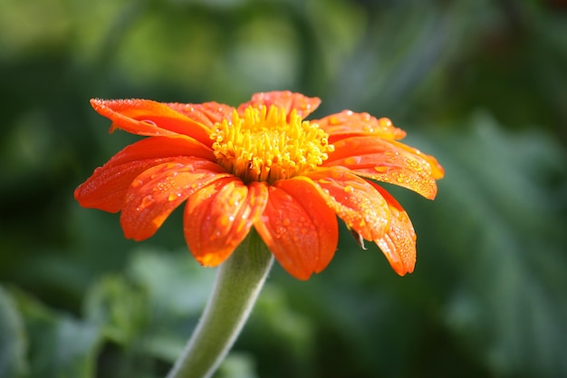 Schöne Blumenhochzeitsdekoration mit Gerbera