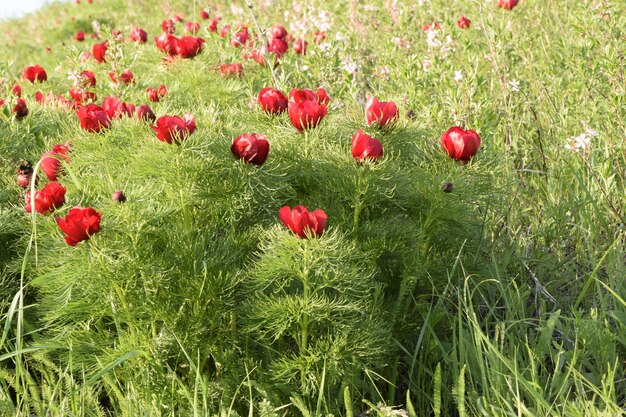 Schöne Blumenpfingstrosen in der Natur Region Uljanowsk Russland