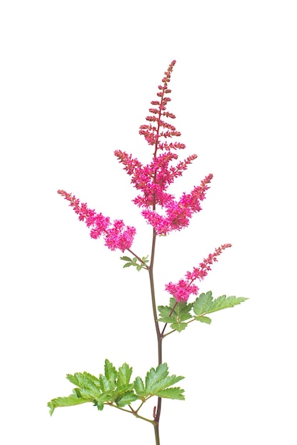 Schöne Blumenstrauß rosa Astilbe Blumen auf weißem Hintergrund. Flache Lage, Ansicht von oben