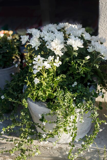 Schöne Blumentöpfe auf der Terrasse. Betontöpfe mit blühenden weißen Chrysanthemen in Nahaufnahme auf der Terrasse des ländlichen Hauses. Blumendekor für den Sommer