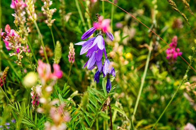 Schöne Blumenwiese im Sommer