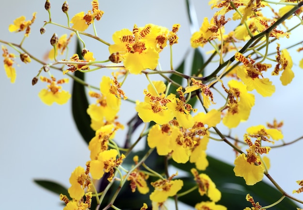 Schöne bordeaux-gelbe gefleckte Orchideenblütengruppe (Makro)