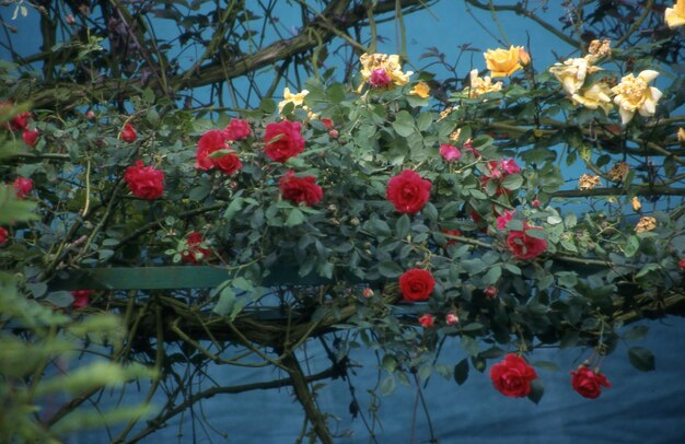 schöne botanische Aufnahme natürliche Tapete in der Natur