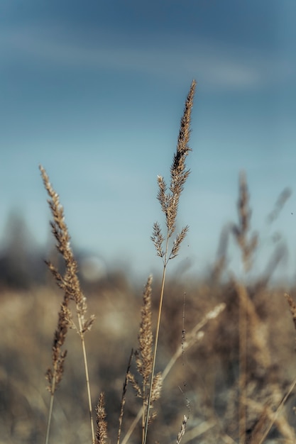 schöne botanische Aufnahme natürliche Tapete