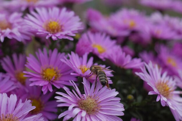 schöne botanische aufnahme, natürliche tapete