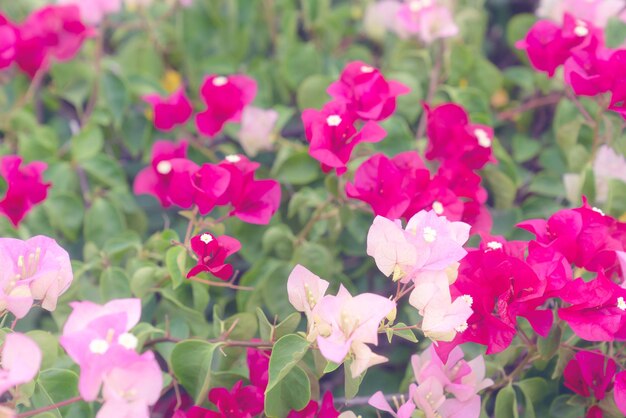 schöne Bougainvillea-Blumen für Tapetentextur und Hintergrund